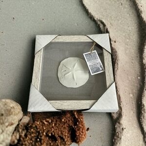 Coastal Sand Dollar Shadow Box Wall Art White Grey Glass Seashell Decor 9x9" New